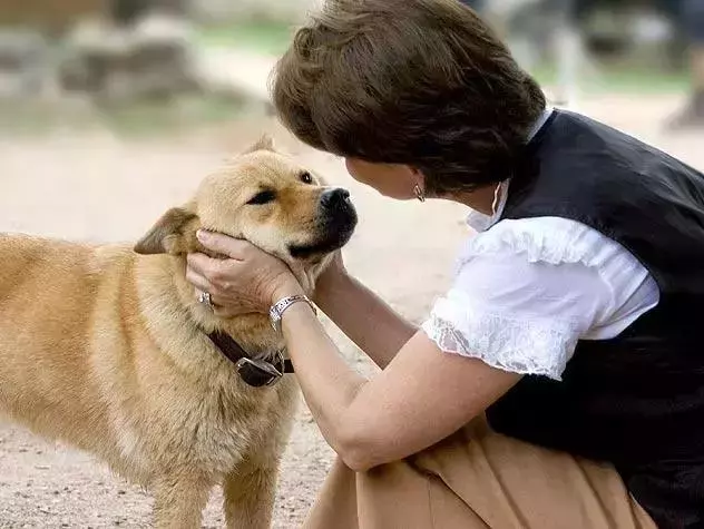 你知道專職「供血犬」嗎?