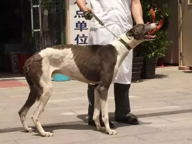你知道專職「供血犬」嗎?