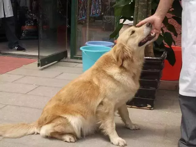 你知道專職「供血犬」嗎?