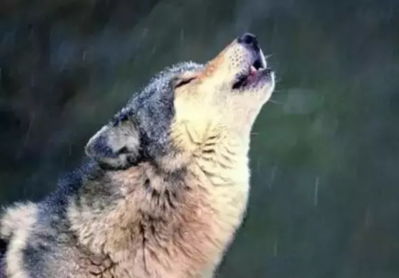 你知道專職「供血犬」嗎?