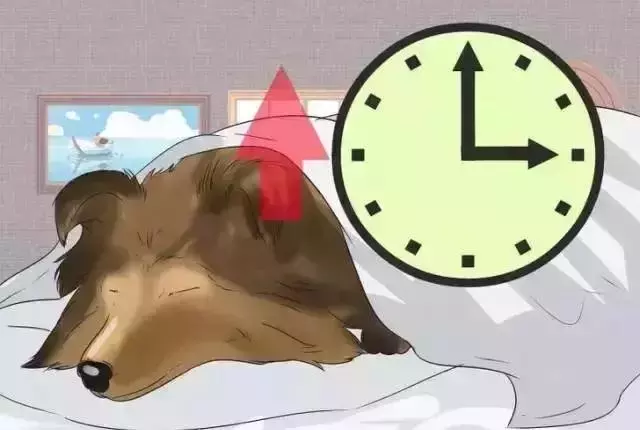 警惕!這些情況表明狗狗在忍受疼痛