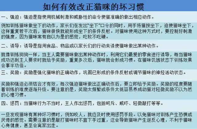 面對貓咪送的「禮物」,直接扔掉會傷它心,禮物原來還有這層用意