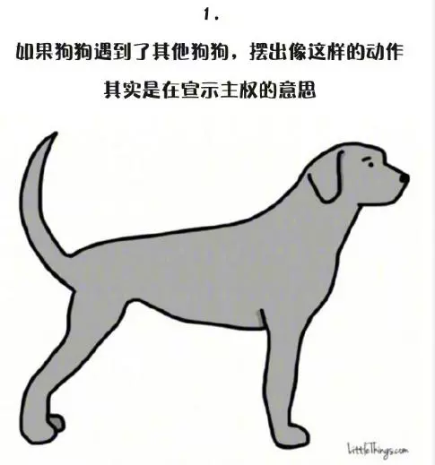 十一張漫畫告訴你,狗狗尾巴的動作里暗藏的玄機