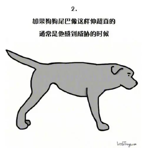 十一張漫畫告訴你,狗狗尾巴的動作里暗藏的玄機