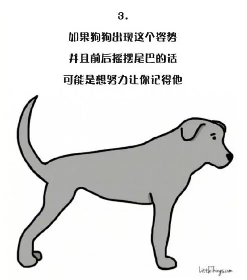 十一張漫畫告訴你,狗狗尾巴的動作里暗藏的玄機