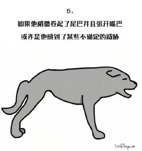 十一張漫畫告訴你,狗狗尾巴的動作里暗藏的玄機