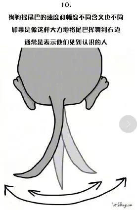 十一張漫畫告訴你,狗狗尾巴的動作里暗藏的玄機