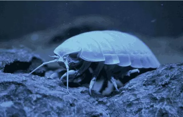 如果地球氧氣增加一倍,會發生什麼?小強會成為百獸之王?