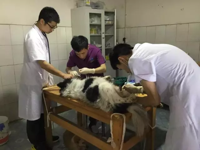 五千隻流浪狗被救助多年,老人賣盡商鋪豪車,換取狗狗幸福生活!