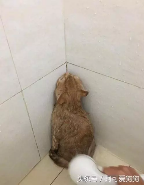 一個富裕家庭裡養的貓就是不一樣!實在太霸氣!!!