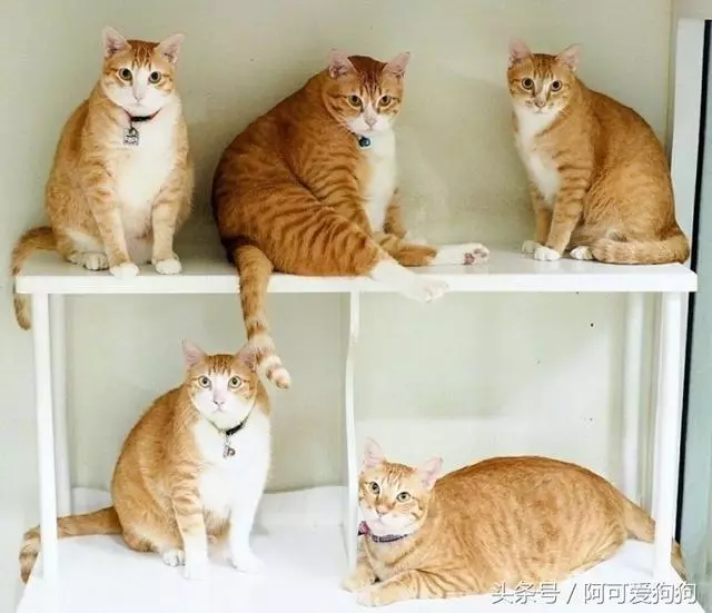 一個富裕家庭裡養的貓就是不一樣!實在太霸氣!!!