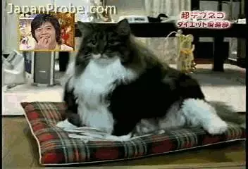 一個富裕家庭裡養的貓就是不一樣!實在太霸氣!!!