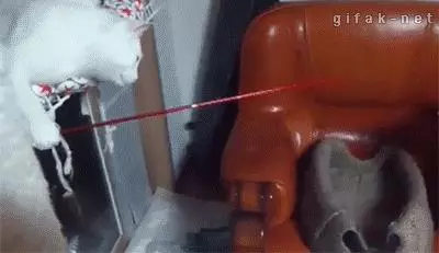 一個富裕家庭裡養的貓就是不一樣!實在太霸氣!!!