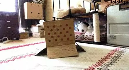 一個富裕家庭裡養的貓就是不一樣!實在太霸氣!!!