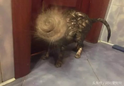 一個富裕家庭裡養的貓就是不一樣!實在太霸氣!!!
