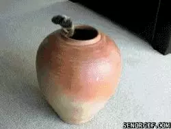 一個富裕家庭裡養的貓就是不一樣!實在太霸氣!!!