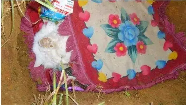 主人離世後年老貓咪被領養,一直抱著破玩具,只因是主人遺物