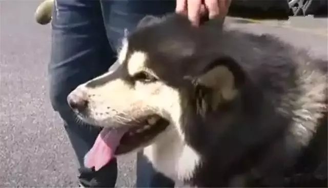 阿拉斯加被送往派出所,吃完10斤狗糧後,想當警犬還債卻被婉拒