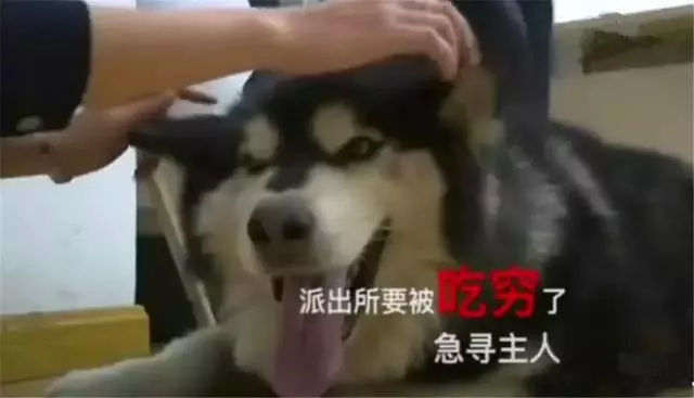 阿拉斯加被送往派出所,吃完10斤狗糧後,想當警犬還債卻被婉拒