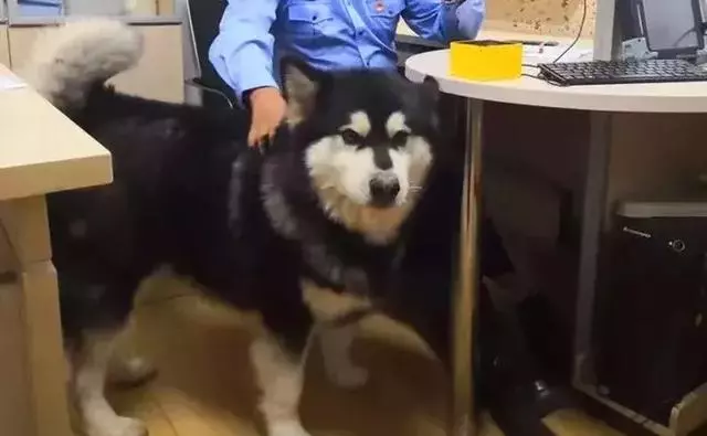 阿拉斯加被送往派出所,吃完10斤狗糧後,想當警犬還債卻被婉拒