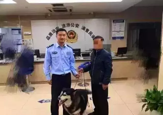 阿拉斯加被送往派出所,吃完10斤狗糧後,想當警犬還債卻被婉拒