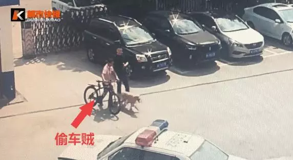 阿拉斯加被送往派出所,吃完10斤狗糧後,想當警犬還債卻被婉拒