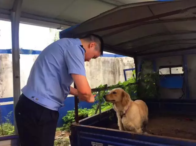 阿拉斯加被送往派出所,吃完10斤狗糧後,想當警犬還債卻被婉拒