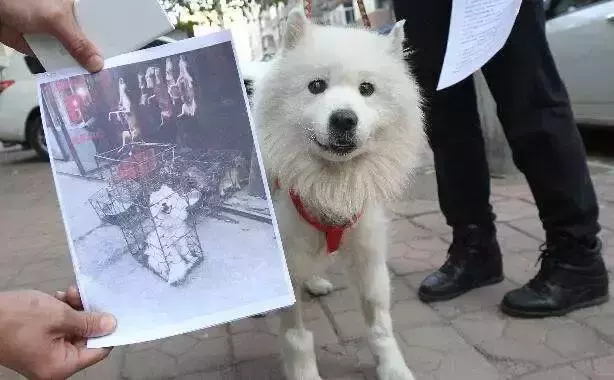 寒冬中百隻寵物狗被救下,不少狗狗已凍出病,幸虧多方誌願者協助