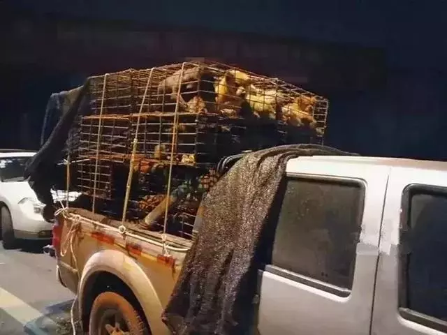 寒冬中百隻寵物狗被救下,不少狗狗已凍出病,幸虧多方誌願者協助