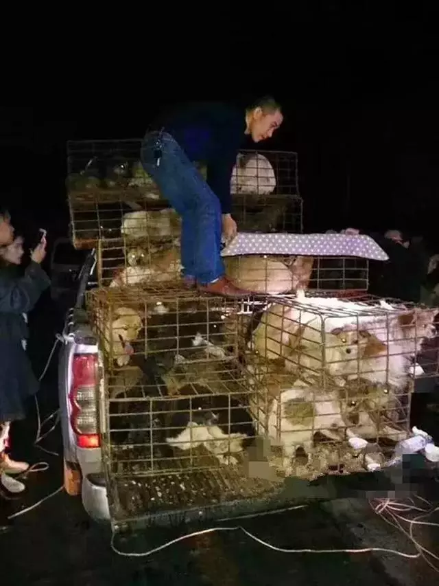 寒冬中百隻寵物狗被救下,不少狗狗已凍出病,幸虧多方誌願者協助