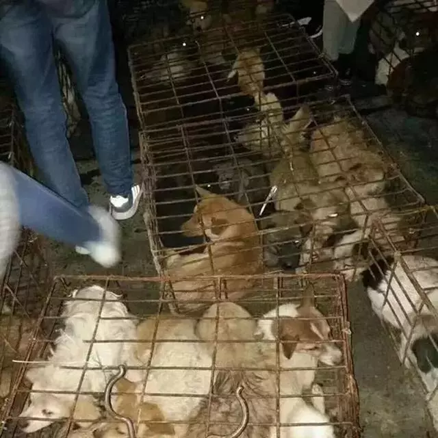 寒冬中百隻寵物狗被救下,不少狗狗已凍出病,幸虧多方誌願者協助