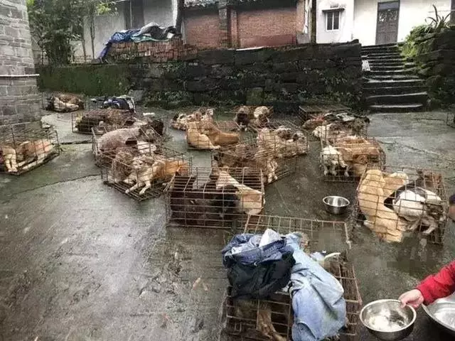 寒冬中百隻寵物狗被救下,不少狗狗已凍出病,幸虧多方誌願者協助