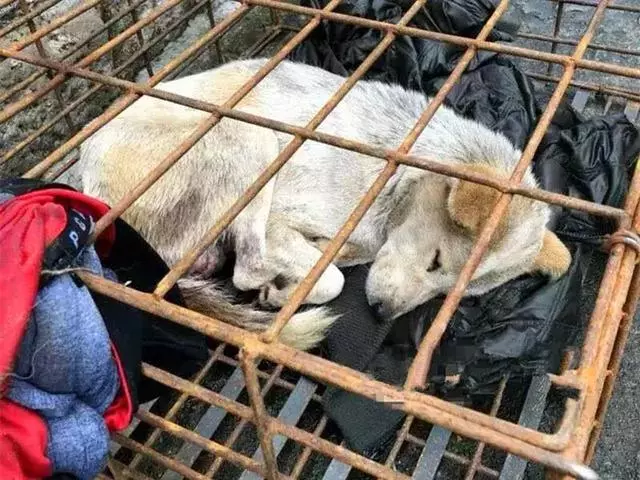 寒冬中百隻寵物狗被救下,不少狗狗已凍出病,幸虧多方誌願者協助