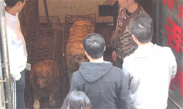 寒冬中百隻寵物狗被救下,不少狗狗已凍出病,幸虧多方誌願者協助