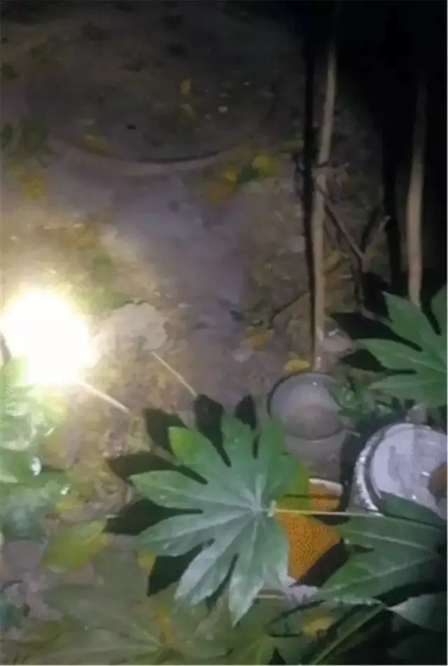 好心人喂養的流浪貓失蹤,卻在角落發現一塊黑板,看完後很感動