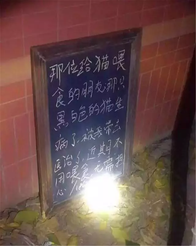 好心人喂養的流浪貓失蹤,卻在角落發現一塊黑板,看完後很感動