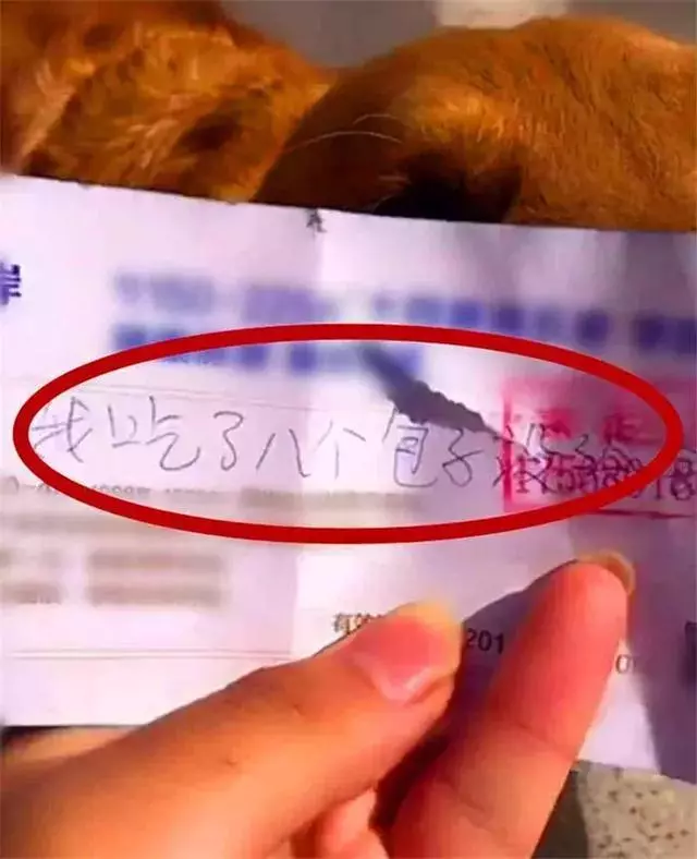 鏟屎官苦尋走失金毛,找回時在脖子上發現紙片,才發現欠了包子錢