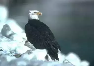 鷹的重生(百看不厭的選萃)