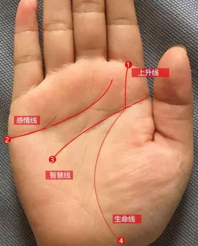 不論男女「此處」越長,命就越長,註定一生福大命大