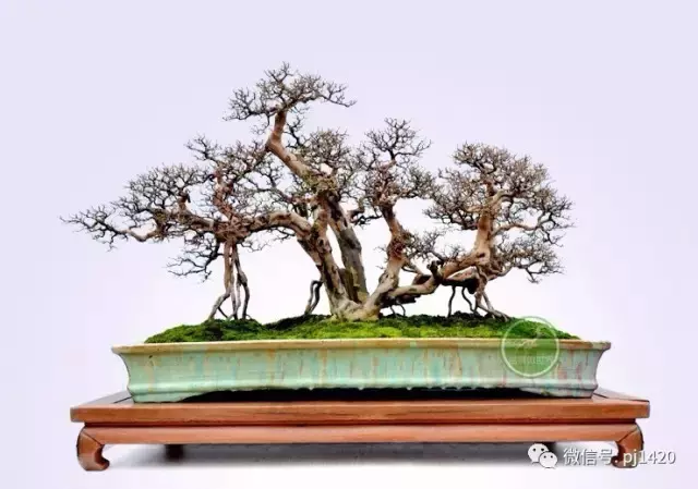 嶺南造型技法的秘訣原來在這!