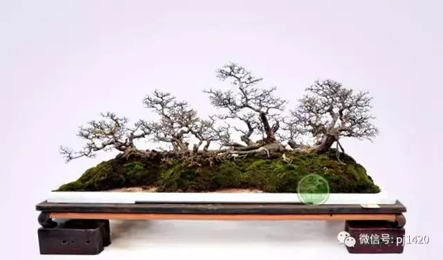 嶺南造型技法的秘訣原來在這!