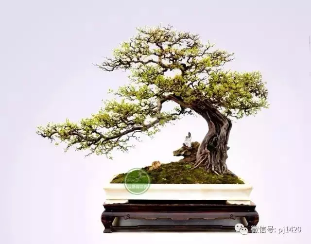 嶺南造型技法的秘訣原來在這!