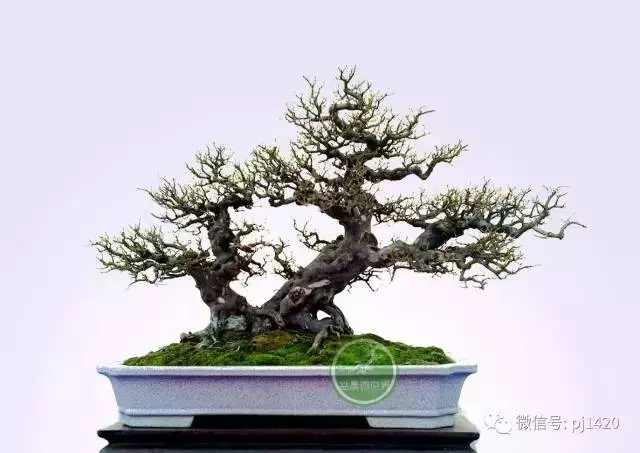嶺南造型技法的秘訣原來在這!