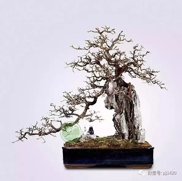 嶺南造型技法的秘訣原來在這!