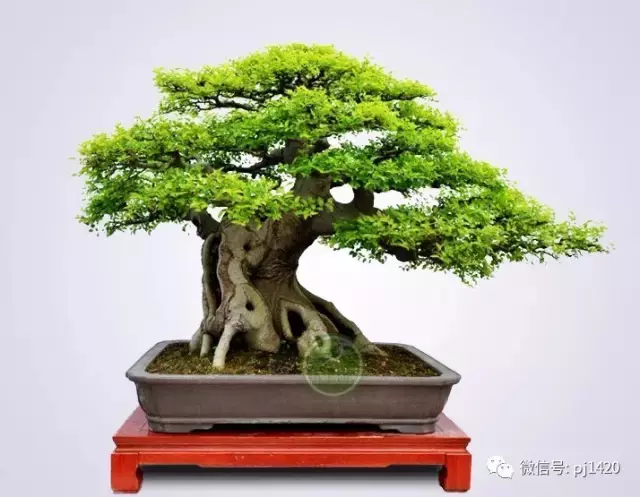 嶺南造型技法的秘訣原來在這!