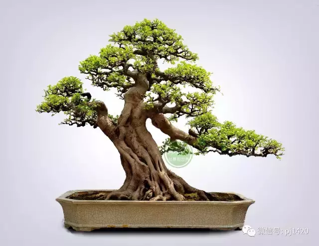 嶺南造型技法的秘訣原來在這!