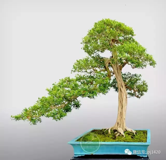 嶺南造型技法的秘訣原來在這!