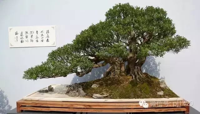 嶺南造型技法的秘訣原來在這!