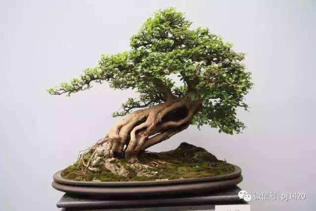 嶺南造型技法的秘訣原來在這!