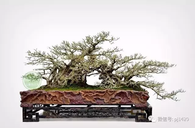 嶺南造型技法的秘訣原來在這!